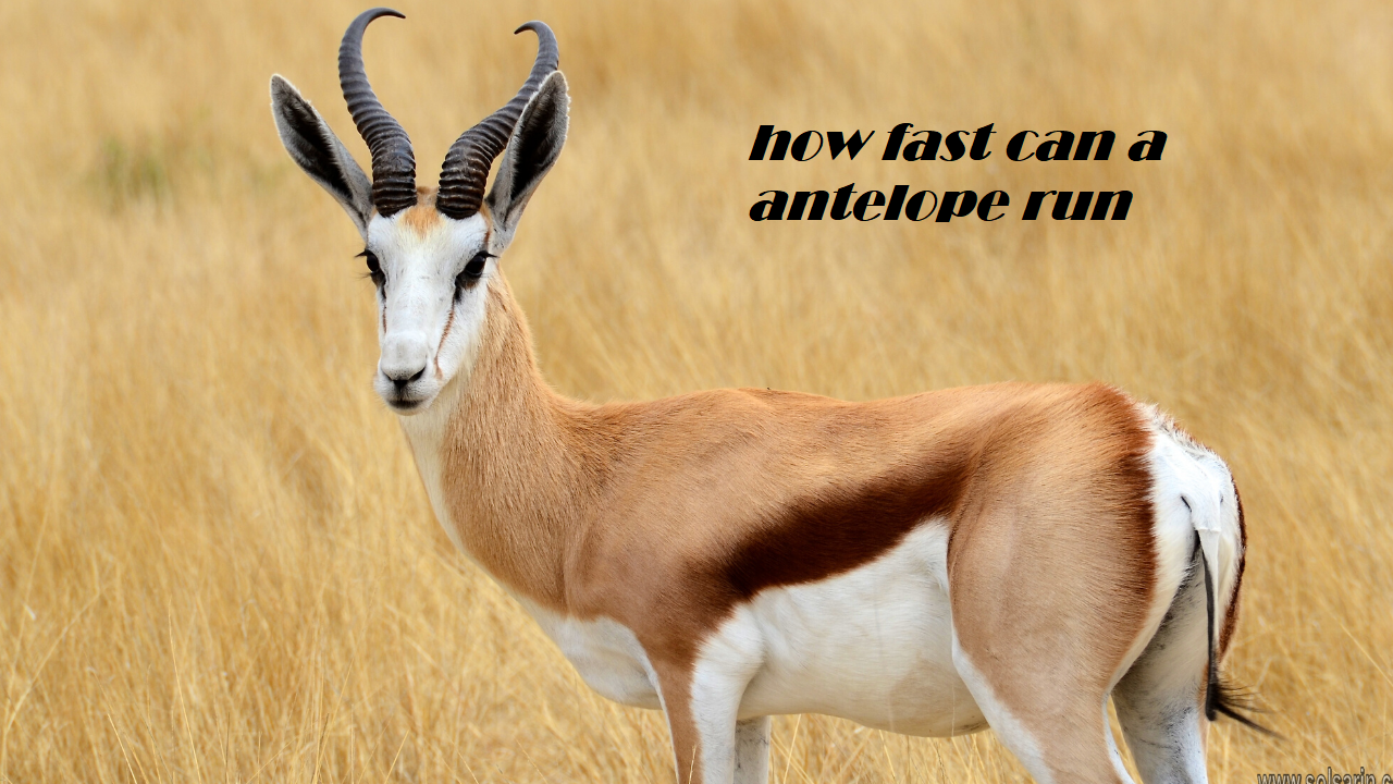how fast can a antelope run