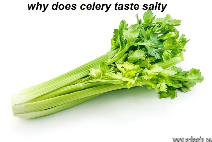 why does celery taste salty
