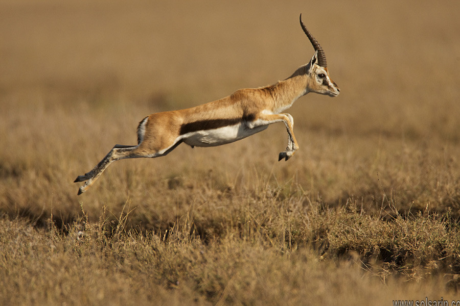 how fast can a antelope run