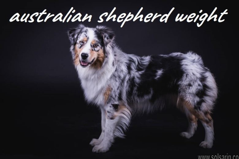 australian shepherd weight