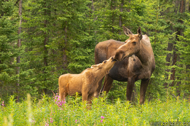what is a baby moose called
