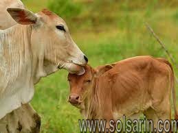 what is a baby cow called