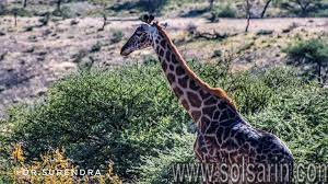 national animal of tanzania - solsarin