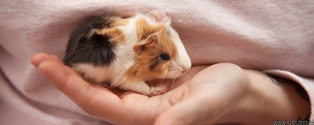 what is a baby guinea pig called
