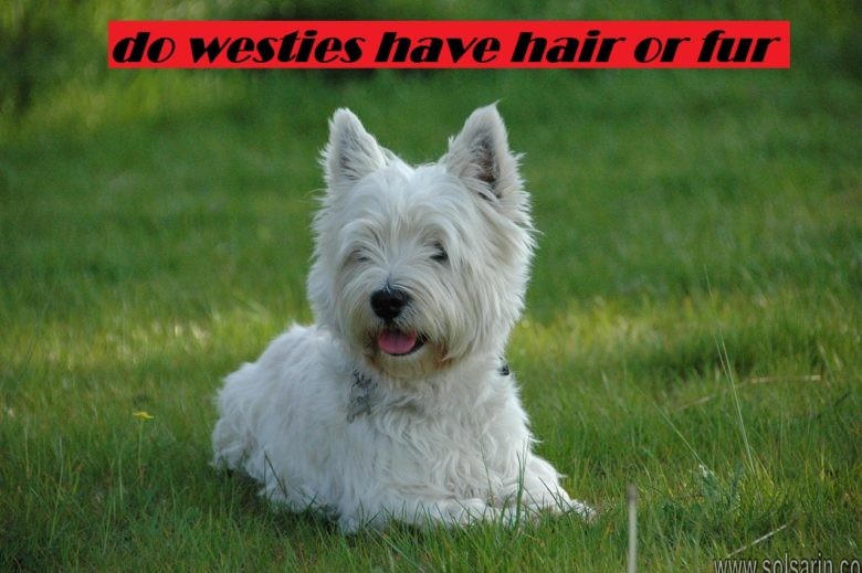 do westies have hair or fur