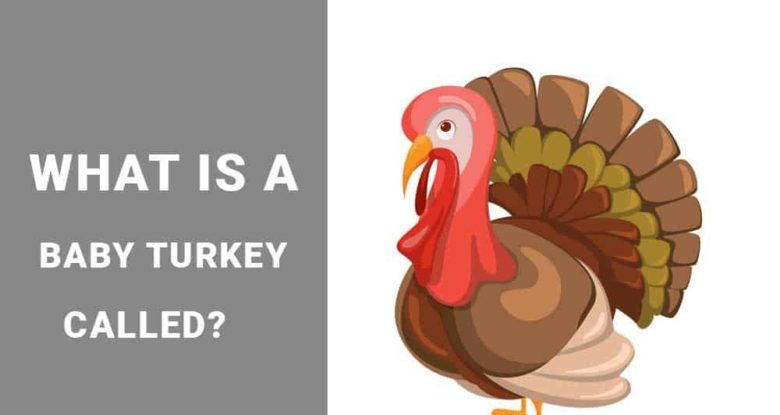 what is a baby turkey called?