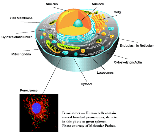 identify the organelle that provides enzymes for autolysis.