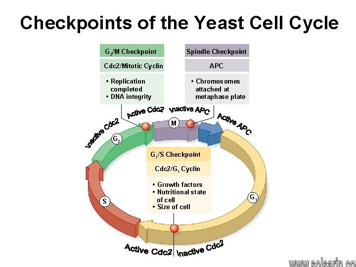 the critical checkpoints that control the cell cycle are at the