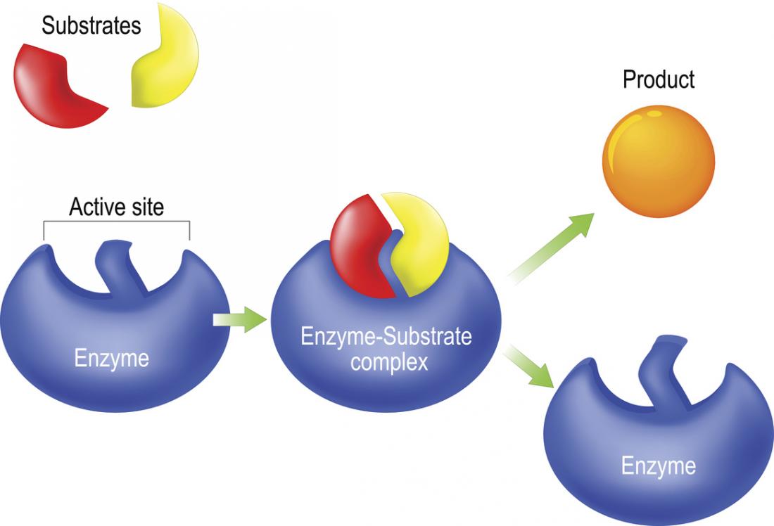 why are enzymes important to biological systems?