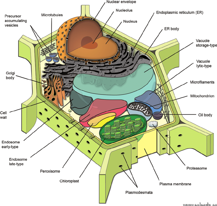 identify the organelle that provides enzymes for autolysis.
