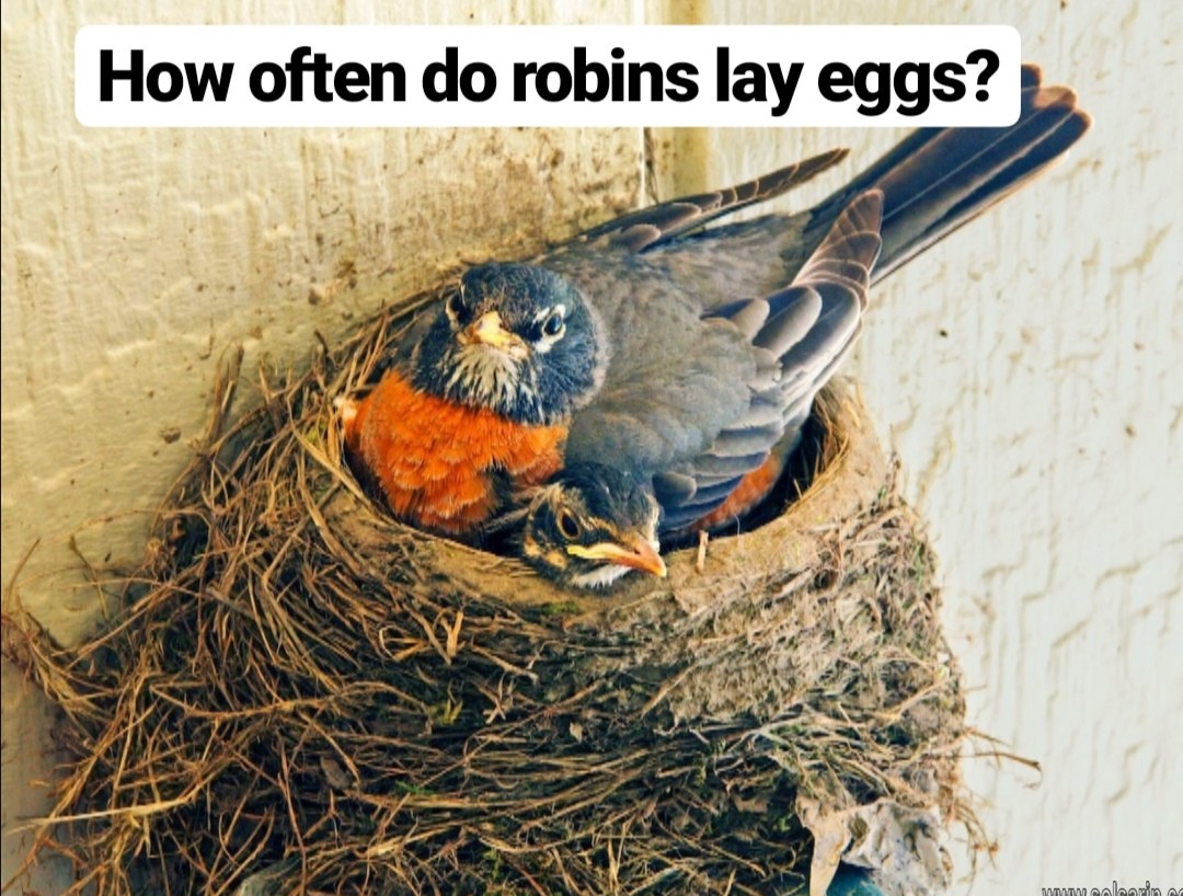 how often do robins lay eggs