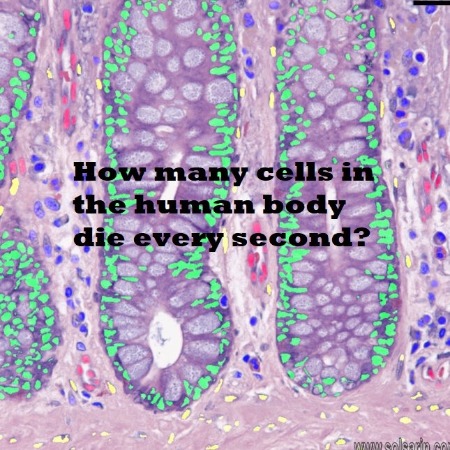 How many cells in the human body die every second?