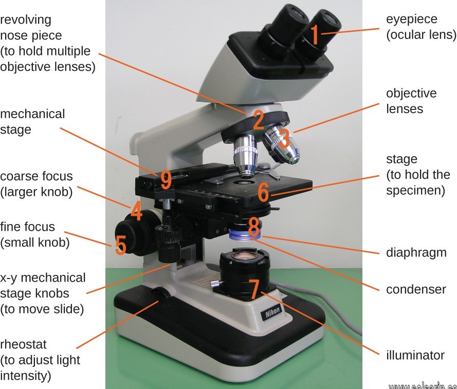 Which microscope is used to see internal structures of cells in a natural state?