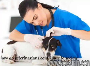 how do veterinarians contribute to society