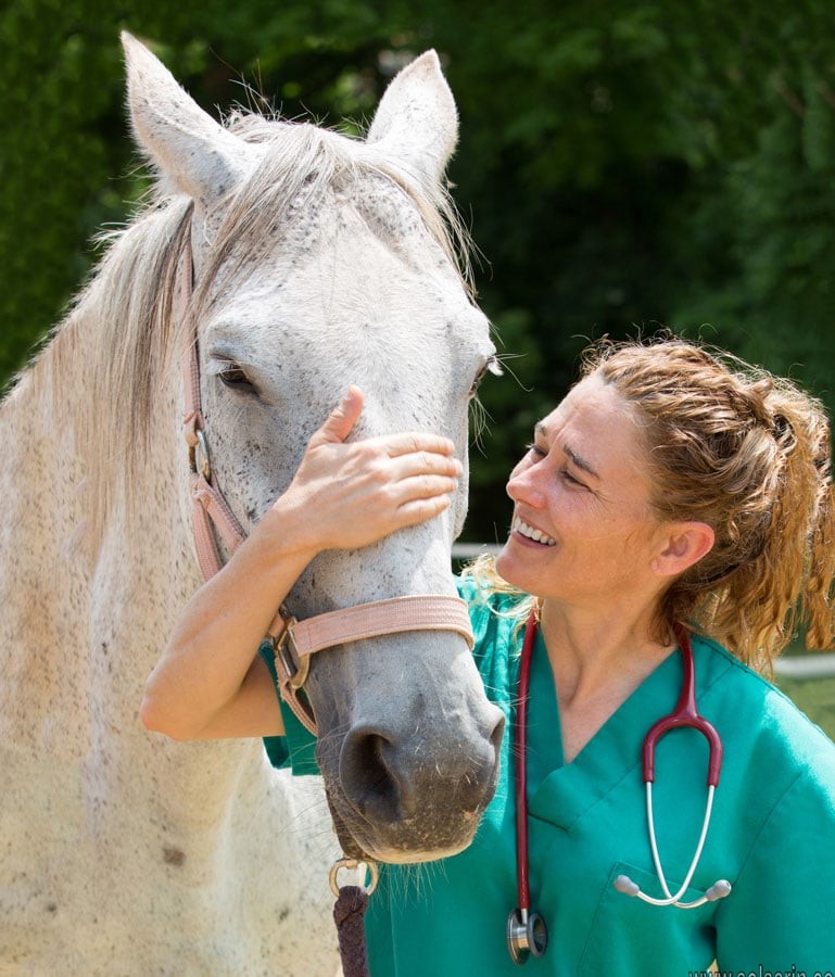 how do veterinarians contribute to society