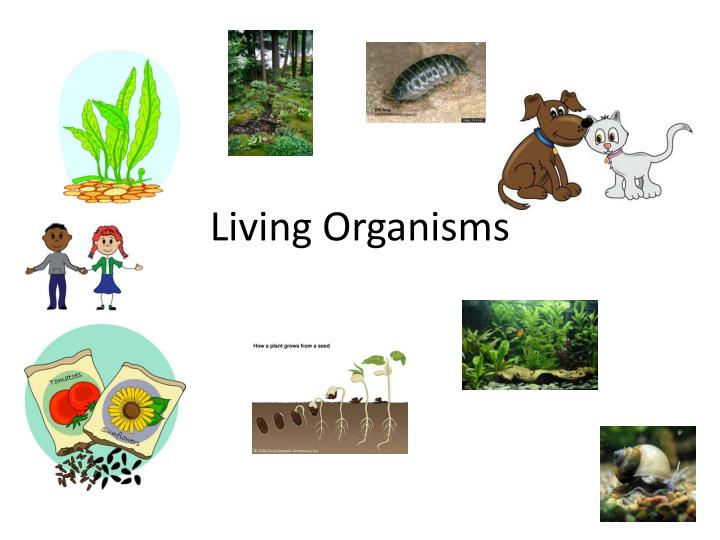 characteristics of all living things