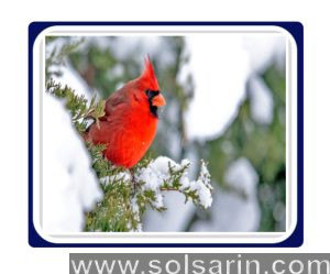 do cardinals fly south for the winter