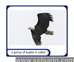 a group of eagles is called