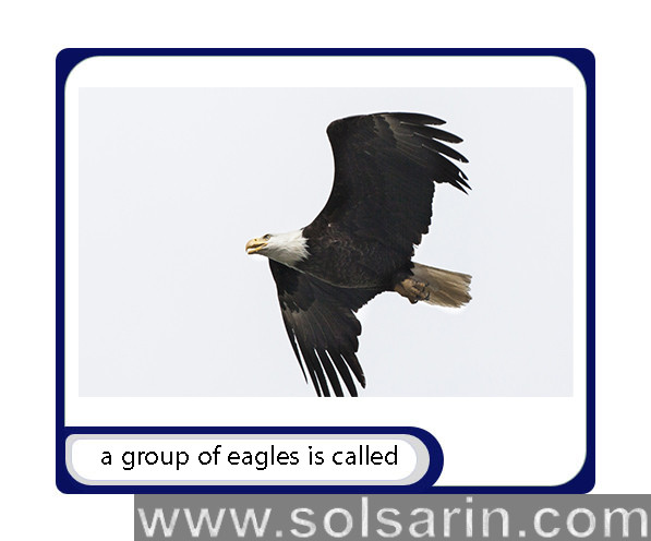 a group of eagles is called