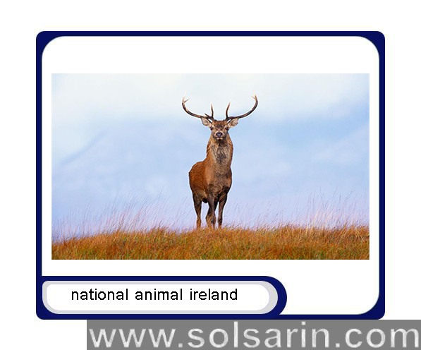 national animal ireland